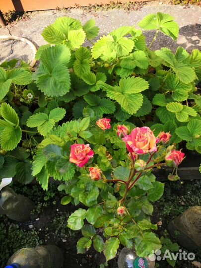 Роза кустовая