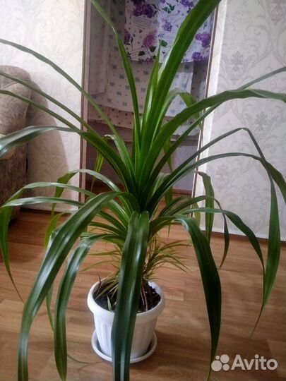 Пальма панданус