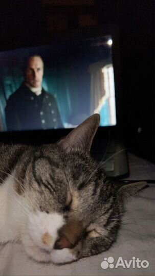 Отдам кошечку в хорошие добрые руки