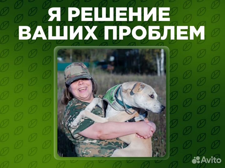 Кинолог. Профессиональный уход. Передержка