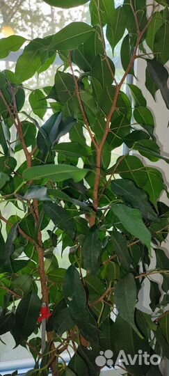 Фикус бенджамина