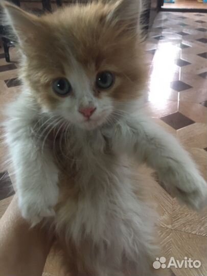 Милый котенок в добрые руки