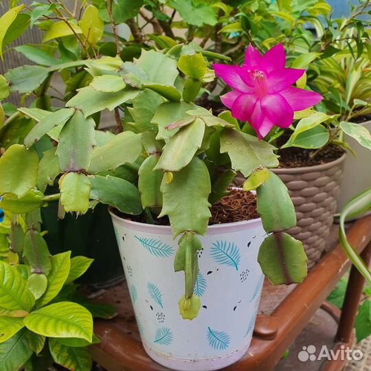 Декабрист шлюмбергера, фикус, фикус карликовый