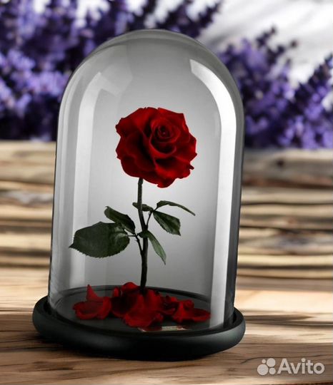 Цветы в колбе. Амариллисы