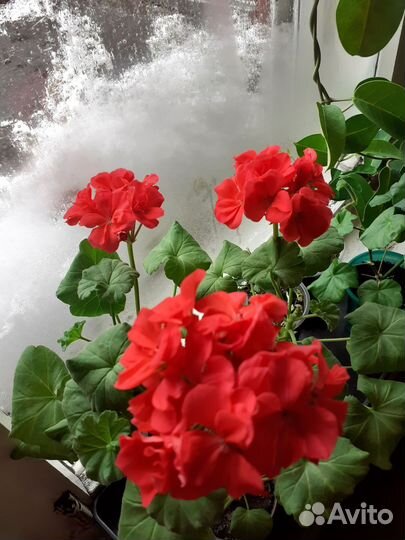 Пеларгония герань зональная