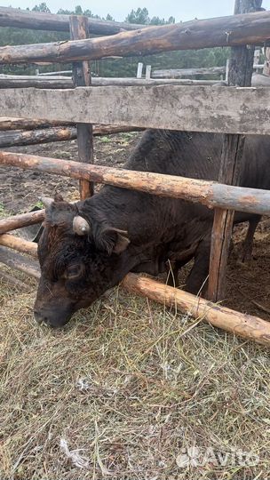 Продаю быков на мясо