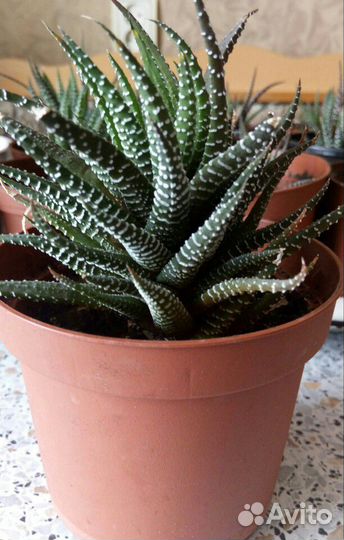 Хавортия, фиалка, кактус, алоэ, толстянка