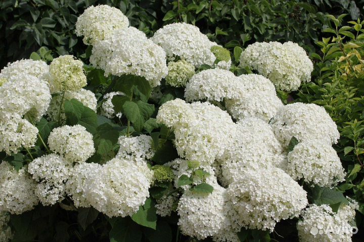 Гортензия (древовидная)саженцы