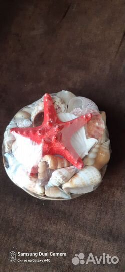 Набор морских ракушек