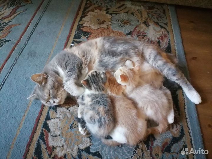 Котята мама британка
