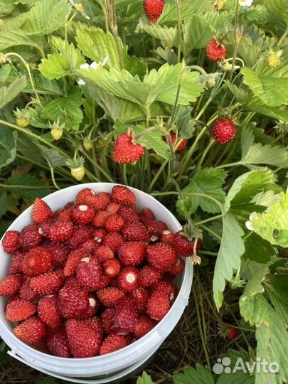 Земляника садовая