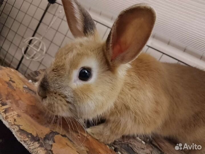 Декоративные кролики