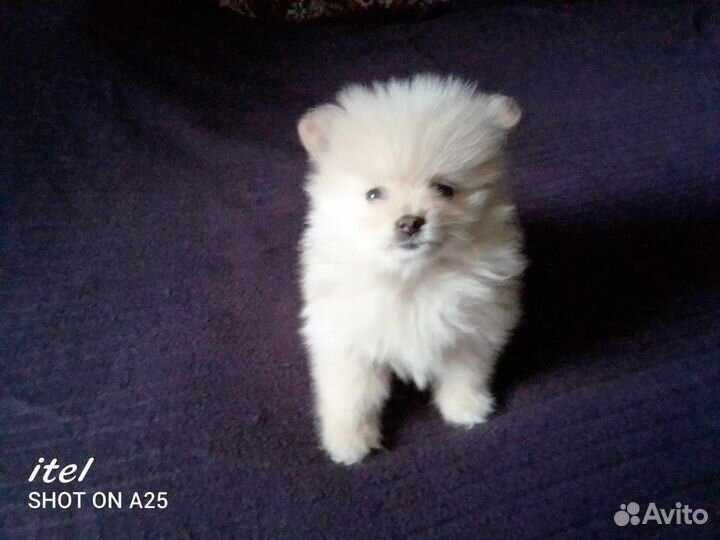 Щенки шпица