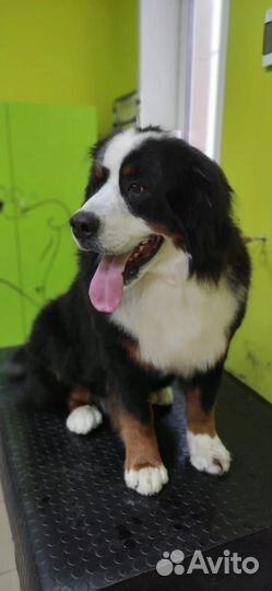 Груминг, стрижка, уход для собак