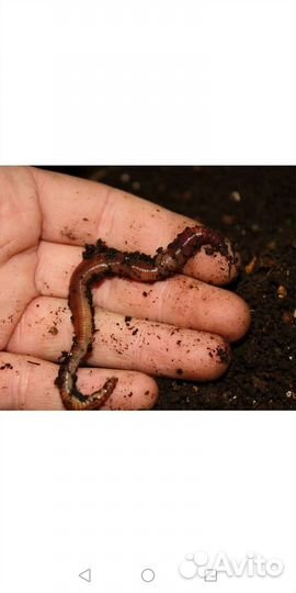 Червь дендробена