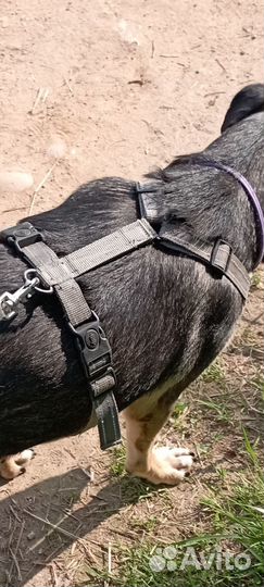 Сухой корм зооринг для собак 15 кг