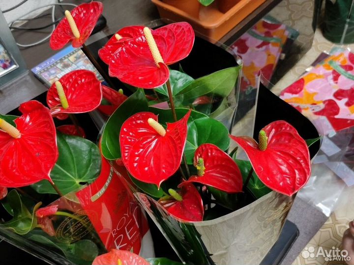 Антуриумы сортовые, Замиокулькас черный и Зензи