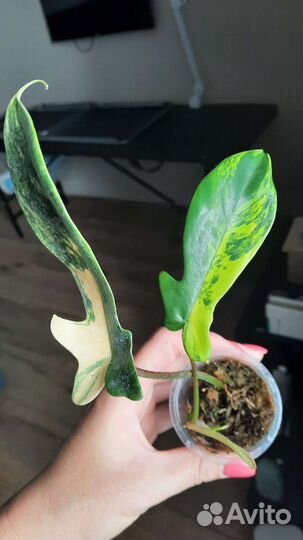 Маска вариегатная