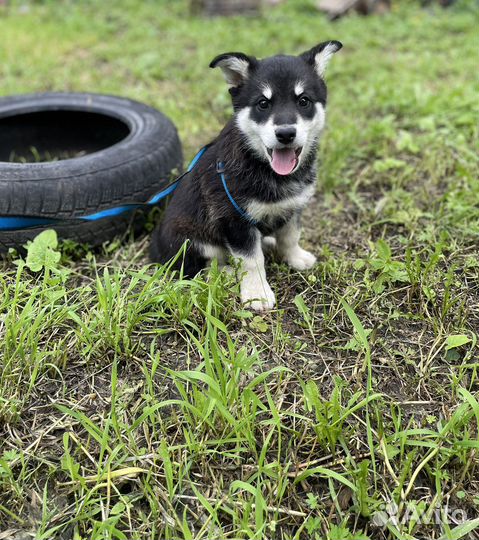 Щенок- девочка в самые лучшие руки