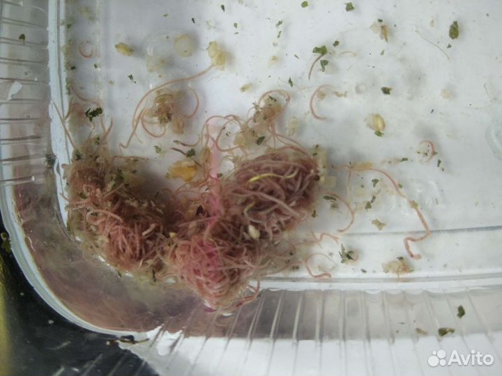 Трубочник изя