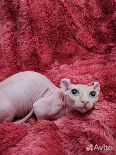 Двельф кошка Канадский сфинкс