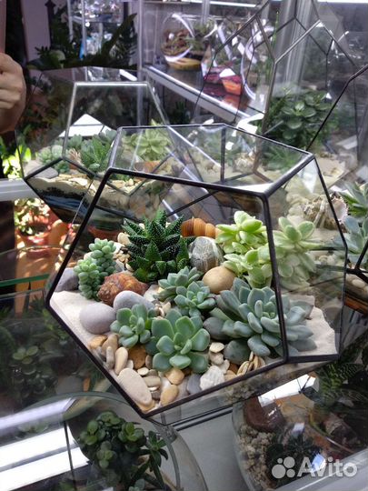 Флорариум, живые растения, мини-сады, подарок