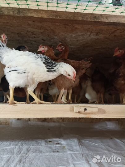 Молодые петушки