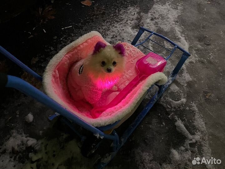 Комбинезон для маленькой собаки