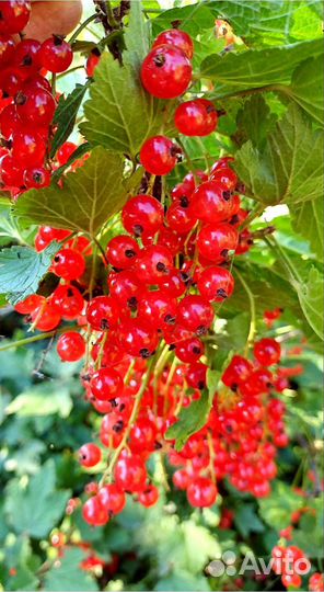 Смородина чёрная, красная