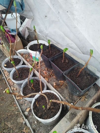 Комнатные растения цветы большие