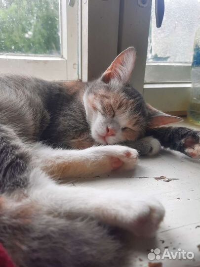 Котята в дар две девочки и мальчик