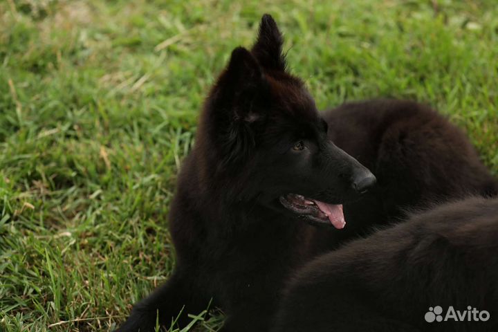 Чёрная овчарка, щенки 4 месяца