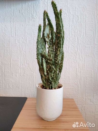 Кактус опунция