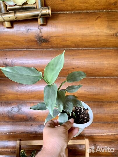 Монстера, филодендроны