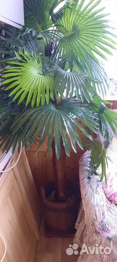 2 искусственные пальмы в деревянной кадке