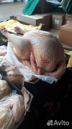 Индейка,куры,гуси,утки (домашняя мясо)