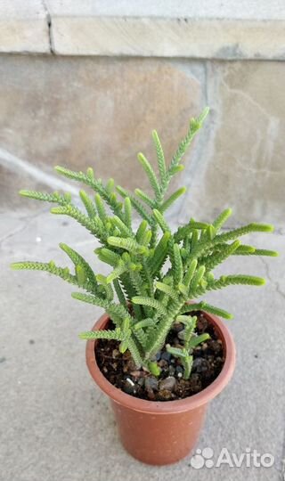 Суккуленты комнатные. Излишки