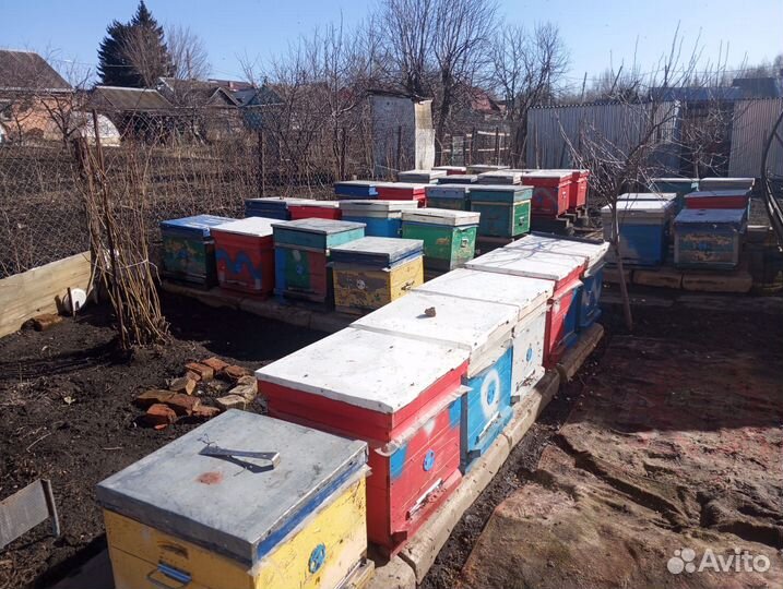 Пчелопакеты