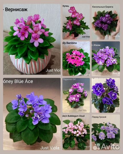 Сортовые фиалки мини