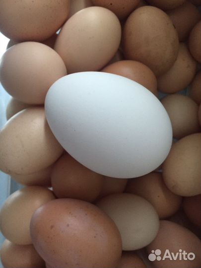 Яйца куриные, гусиные