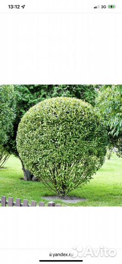 Ива пурпурная «нана»