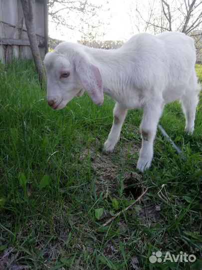 50 нубийский козлик обмен на зерно
