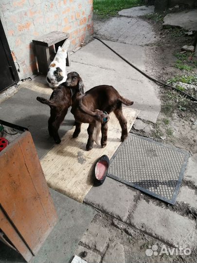 Козлята Нубо Камори