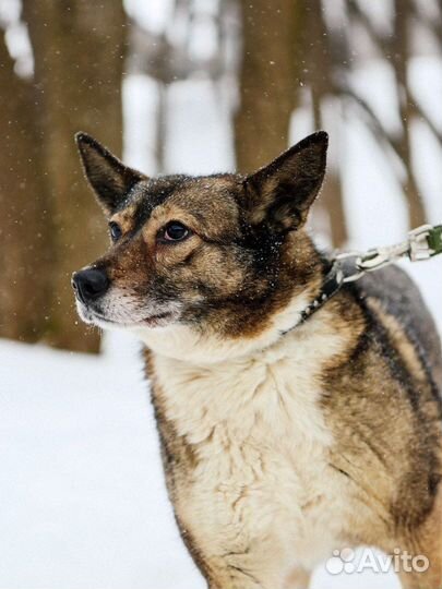 Тома грустит в приюте Некрасовка