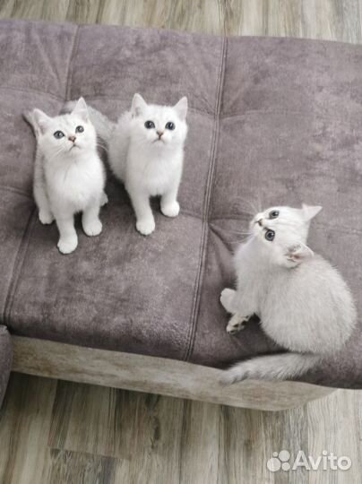 Британские котята