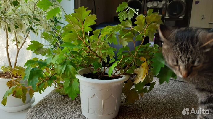 Комнатные цветы