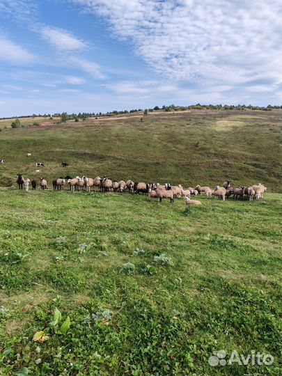 Овцы бараны