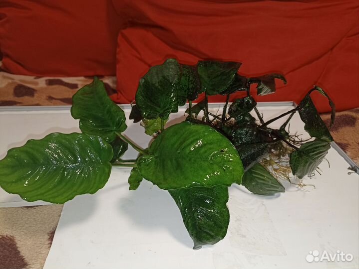 Растение Анубиас