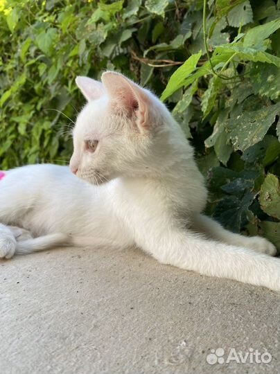 Котик