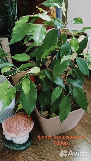 Комнатные растения цветы большие